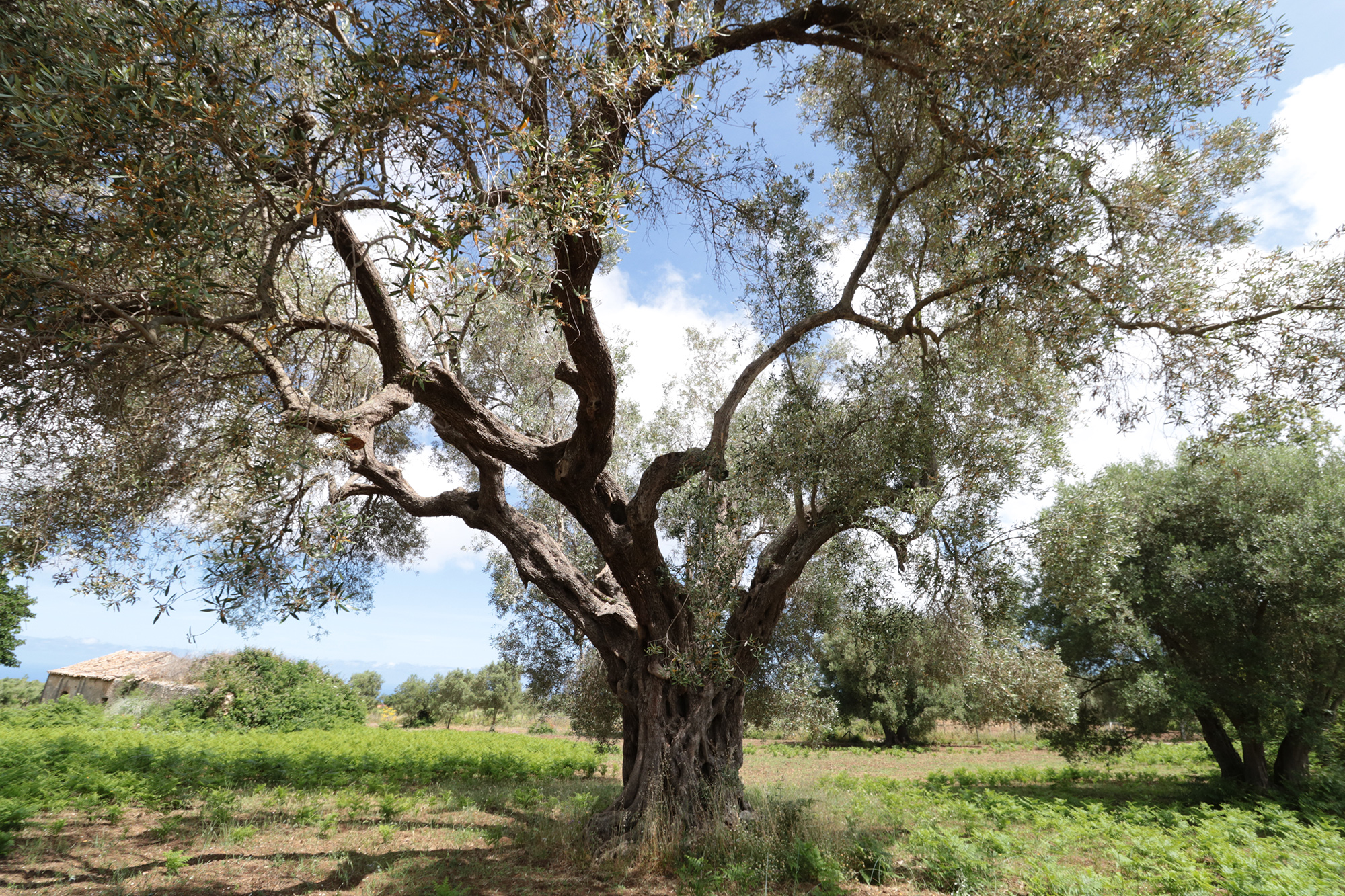 Olivenfelder in den Hügeln von Caria