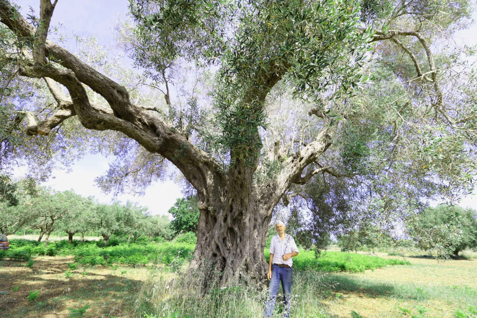 Weg durch die Olivenfelder bei Caria