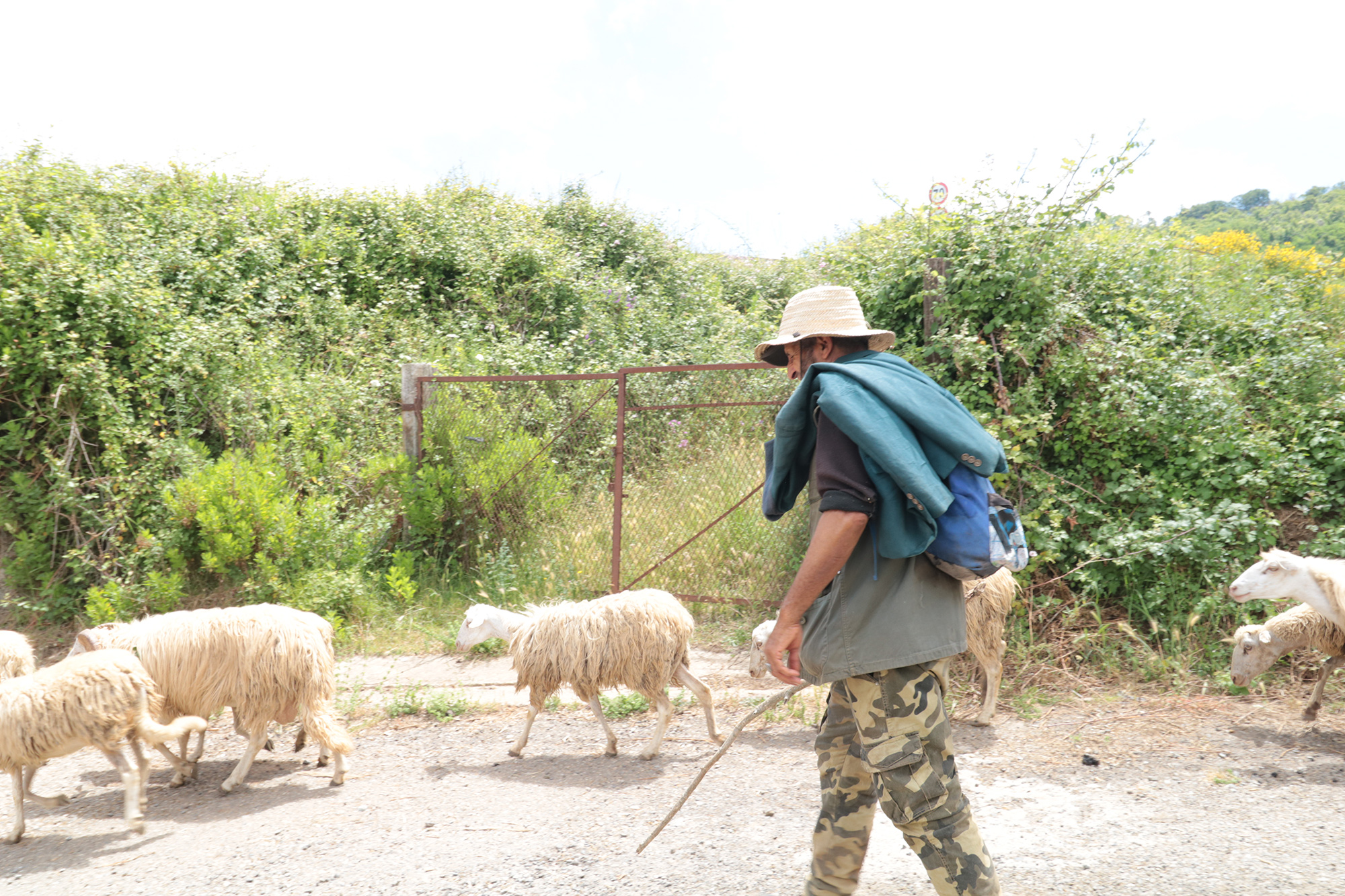 Weg durch die Olivenfelder bei Caria