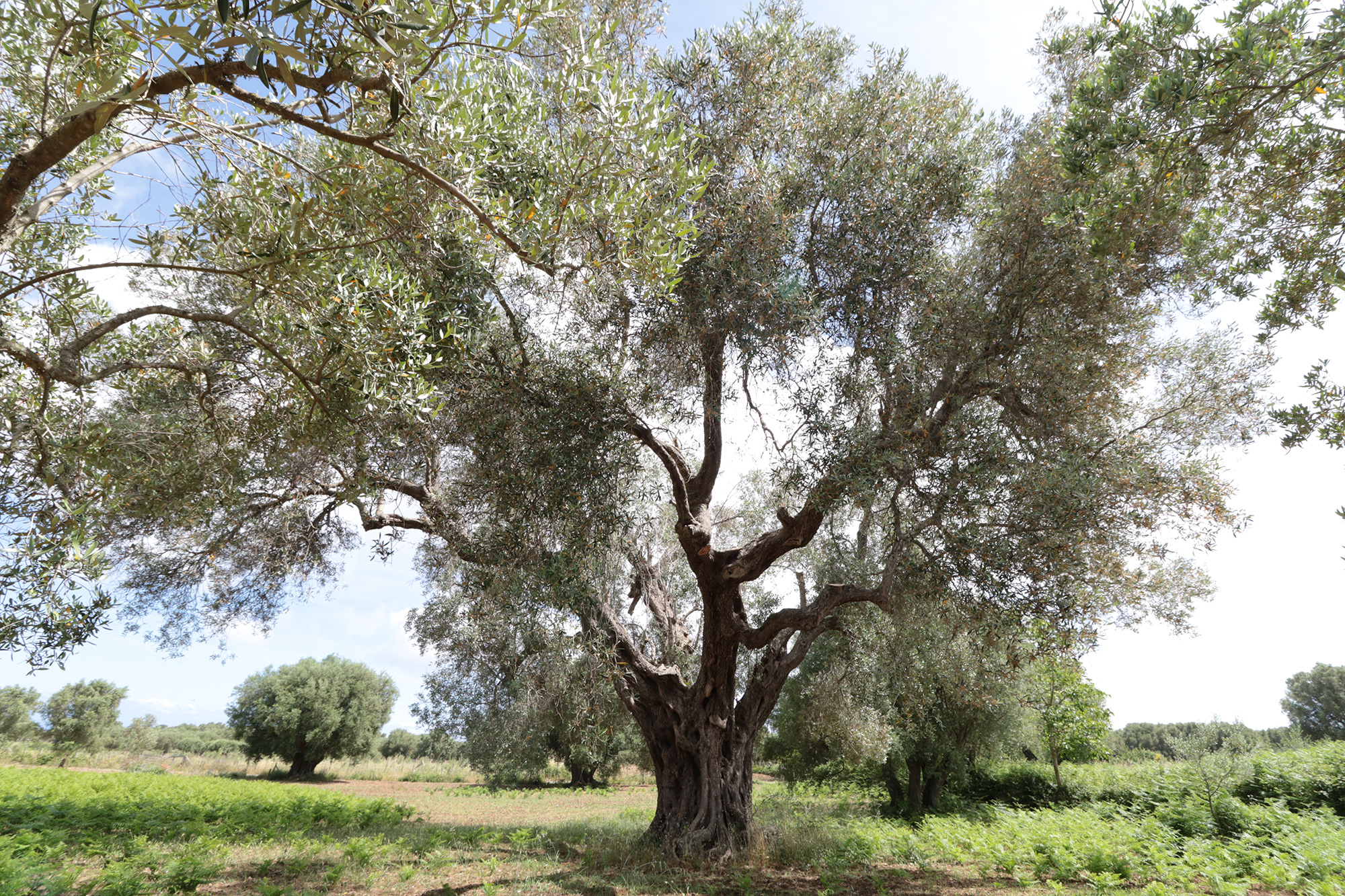 Olivenhain bei Caria
