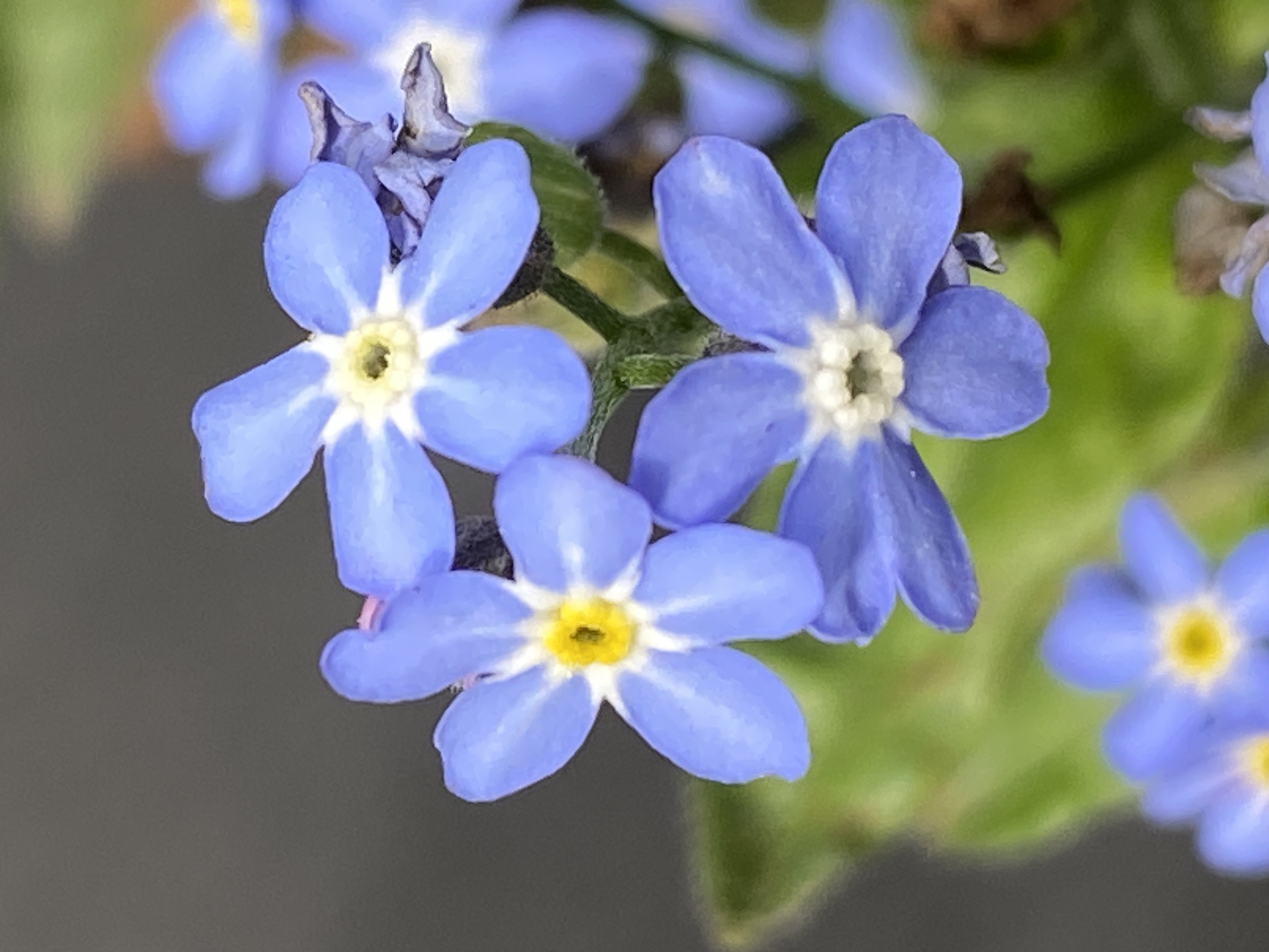 Vergissmeinnicht Blüte