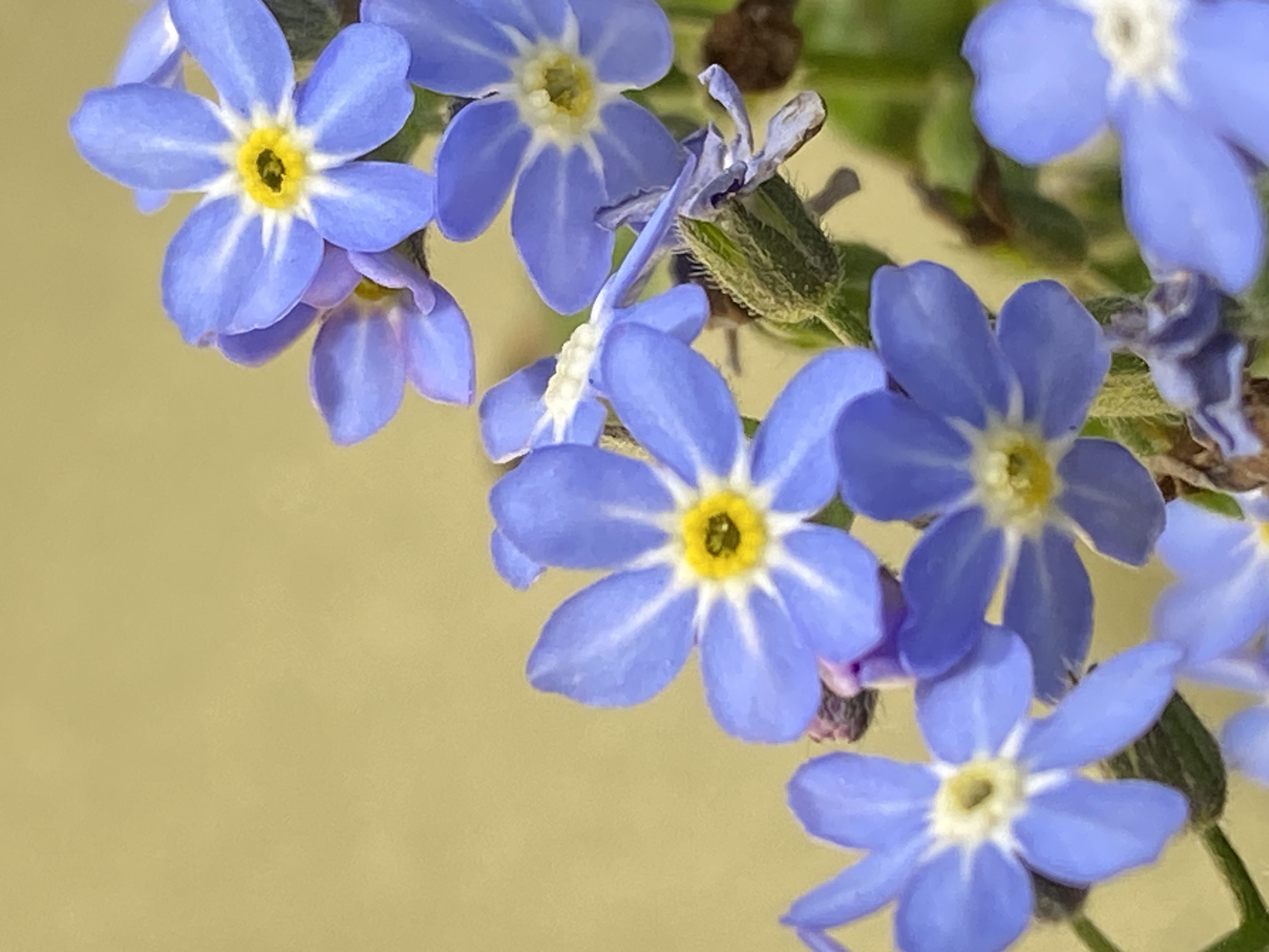 Vergissmeinnicht Blüte Detail